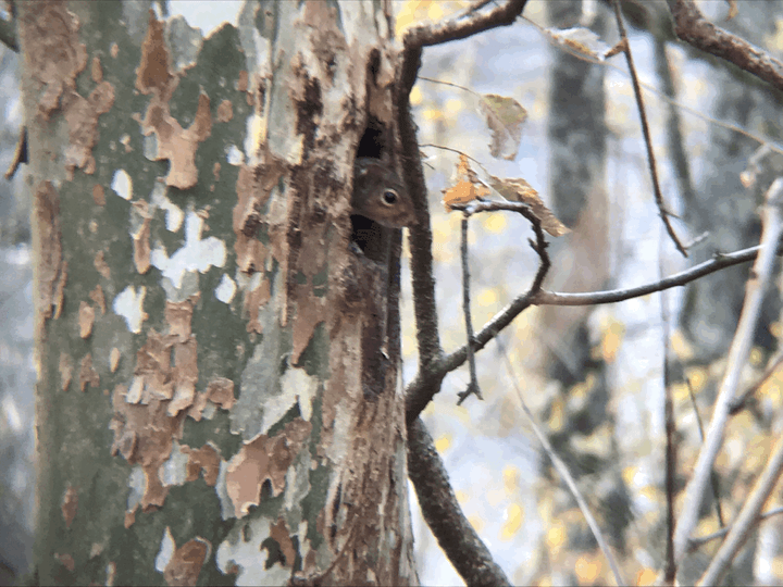 Hermits